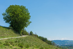 oberhalb der Thur bei Uesslingen (© Buelipix)