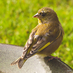 Greenfinch