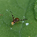 Fruit Fly...only 3 or 4mm