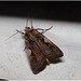 EF7A3997 Moth