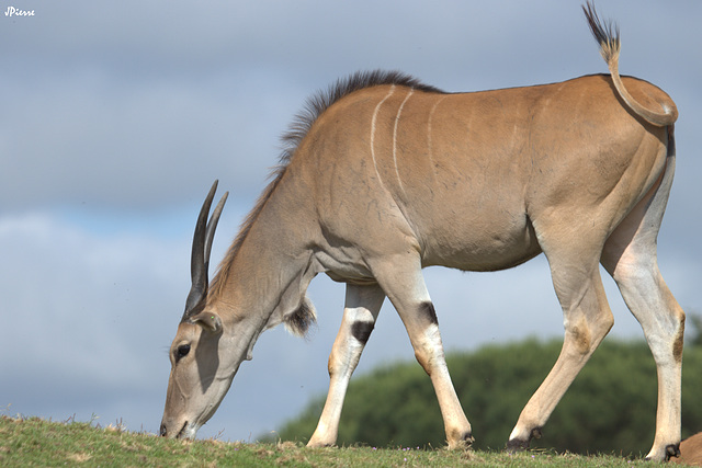 Eland du Cap