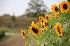 Sonnenblumenblühen