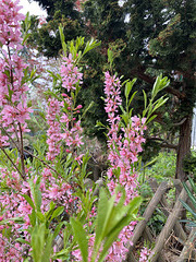 HFF mit einer Zwergmandel (Prunus tenella)