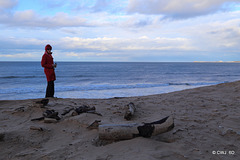 On the Beach - at Findhorn