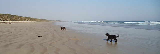 doggies at the beach