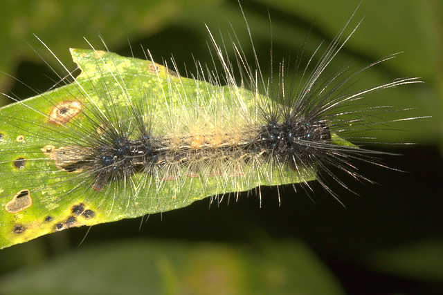 IMG 7605caterpillar