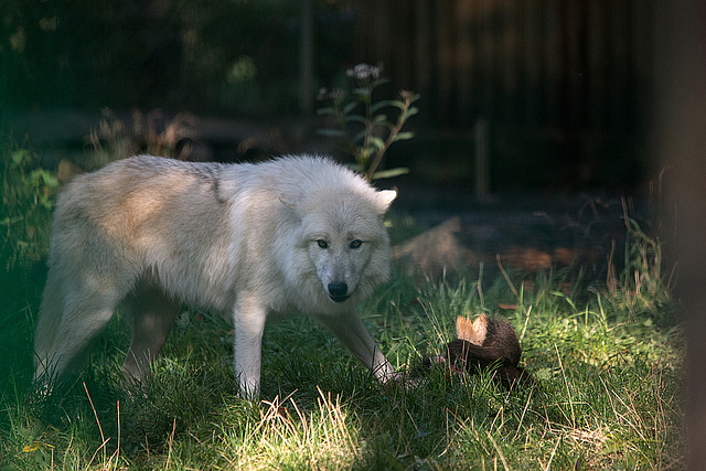20151010 9256VRTw [D~H] Wolf (Canis lupus), Wisentgehege, Springe-Deister