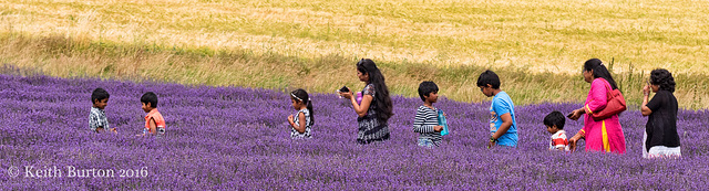 Lavender Safari!