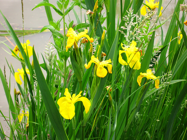 Iris pseudacorus, wild Iris on the Ashby Canal