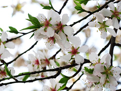 Explosion of blossom