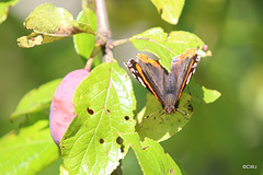 A swarm of Red Admirals were settling round the ripe Victoria plums in the orchard in this morning's sunshine...