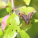 A swarm of Red Admirals were settling round the ripe Victoria plums in the orchard in this morning's sunshine...
