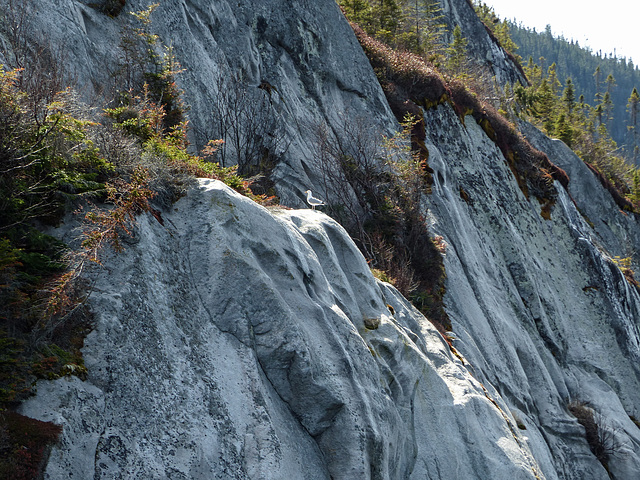 Day 7, Gull sp., Saquenay Fjord, Tadoussac