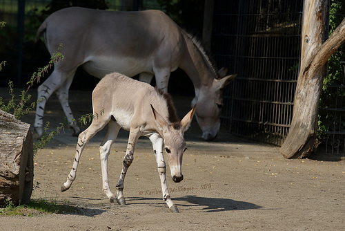 Somaliwildesel-Fohlen (Wilhelma)