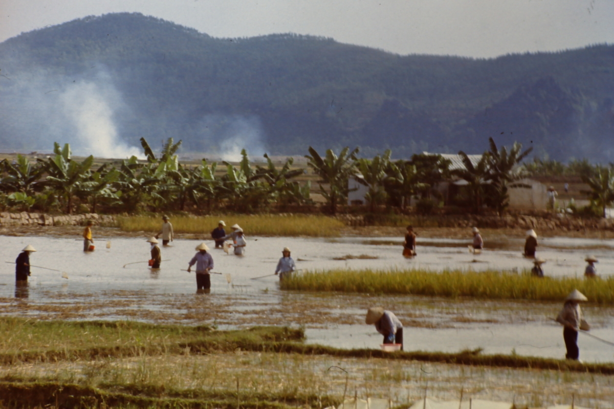 Travail dans les rizières