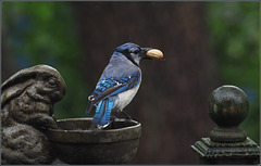 Bluejay, grateful