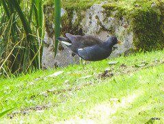 Moorhen