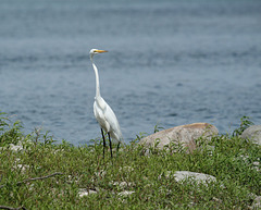 45/50 grande aigrette-great egret