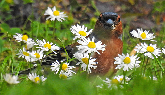 20220517 1013CPw [D~LIP] Gänseblümchen, Buchfink, Bad Salzuflen