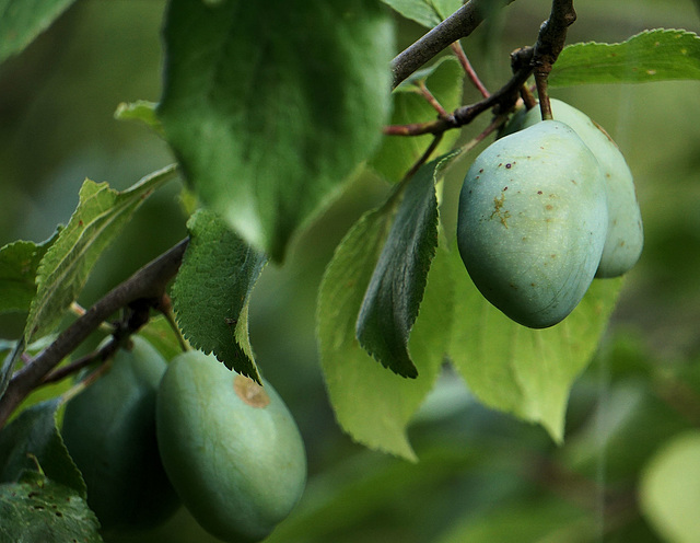 Pflaumen am Baum