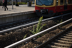 KR606859©IngoKrehl