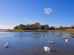 Emsworth Harbour (+PiP)