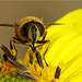 Hoverfly on Sun Flower