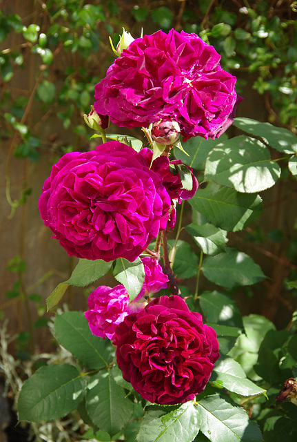 Rose 'Munstead Wood'