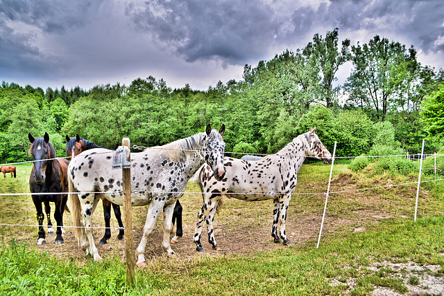 Horses in dots