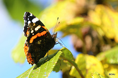 A swarm of Red Admirals were settling round the ripe Victoria plums in the orchard in this morning's sunshine...