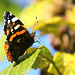 A swarm of Red Admirals were settling round the ripe Victoria plums in the orchard in this morning's sunshine...