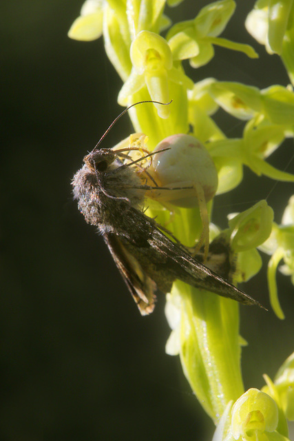 Crab Spider and Moth