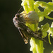 Crab Spider and Moth