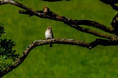 The Wren showing me the new arrival.