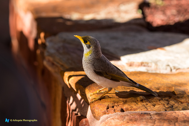 Yellow-throated miner