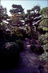 Traditional Japanese style garden 01