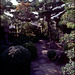 Traditional Japanese style garden 01