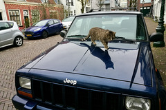 Cat on a Jeep