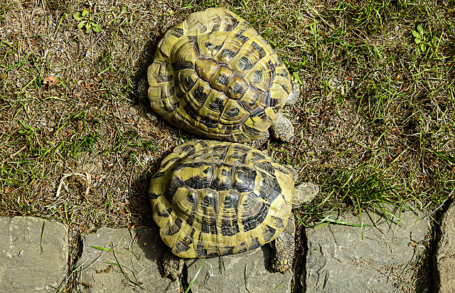 20200516 7361CPw [D~HF] Griechische Landschildkröte, Herford