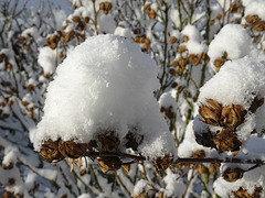 Wintermütze für den Hibiskus