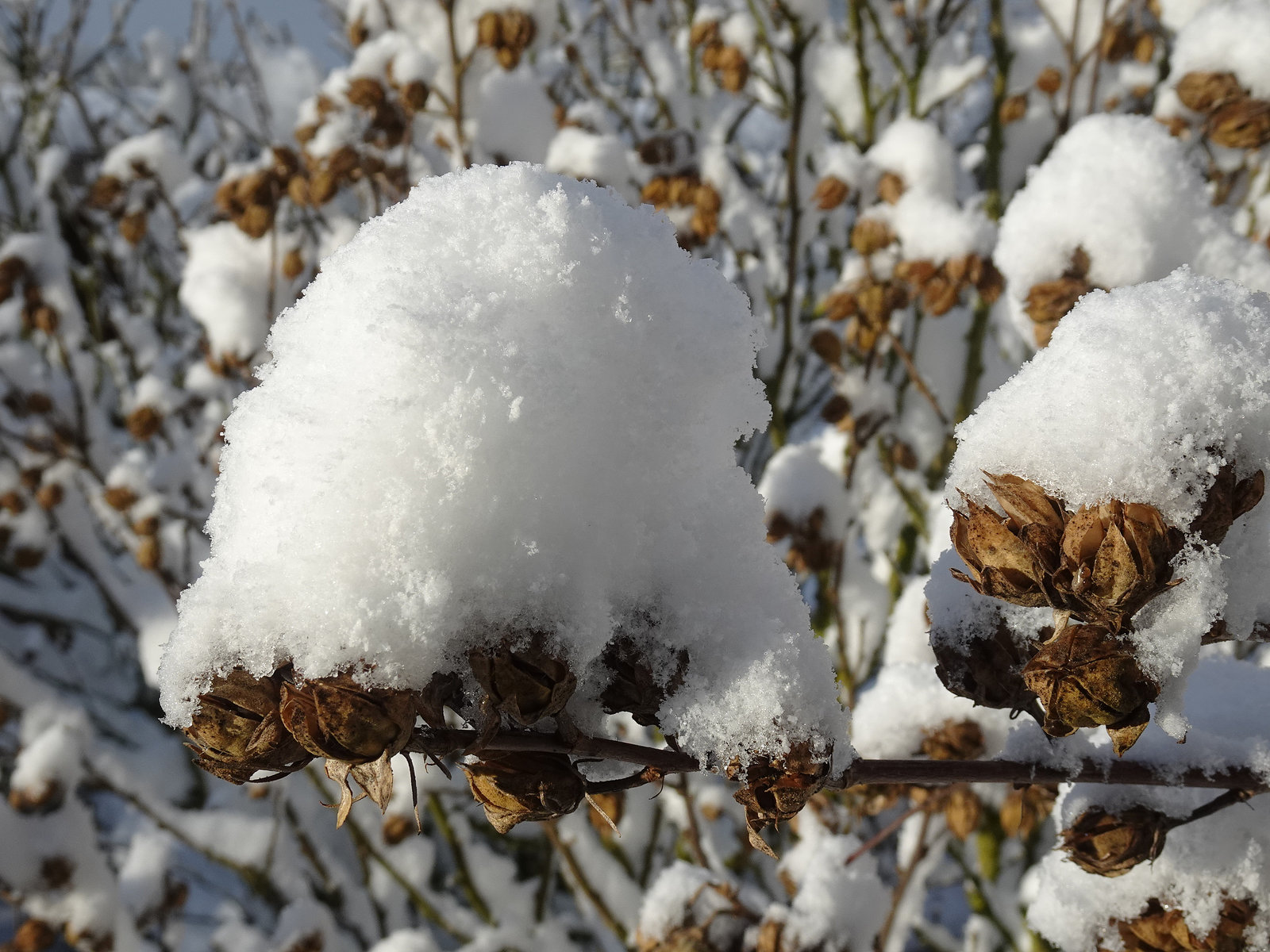 Wintermütze für den Hibiskus