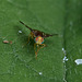 Fruit Fly...only 3 or 4mm