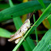 A tiny grasshopper