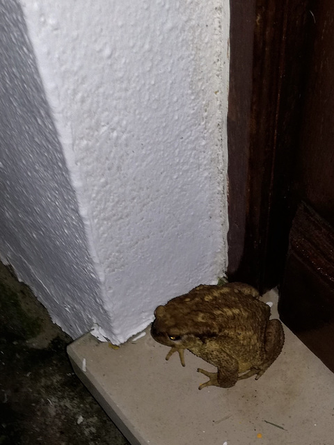 After the last dawn rain, for the first time this year, I saw a frog in the garden