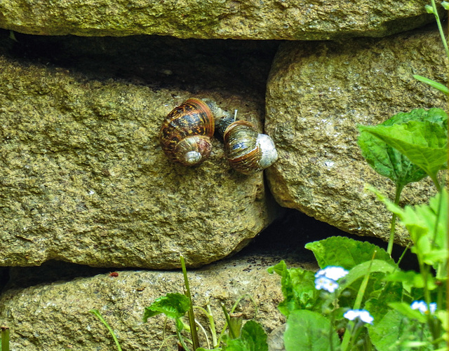 20220517 1014CPw [D~LIP] Gefleckte Weinbergschnecke (Cornu aspersum), Bad Salzuflen