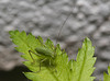 EF7A4010 Speckled Bush Cricket