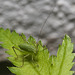 EF7A4010 Speckled Bush Cricket