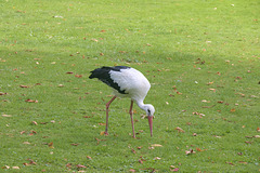 IMG 4386