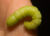 IMG 1583 Caterpillar-1