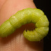 IMG 1583 Caterpillar-1